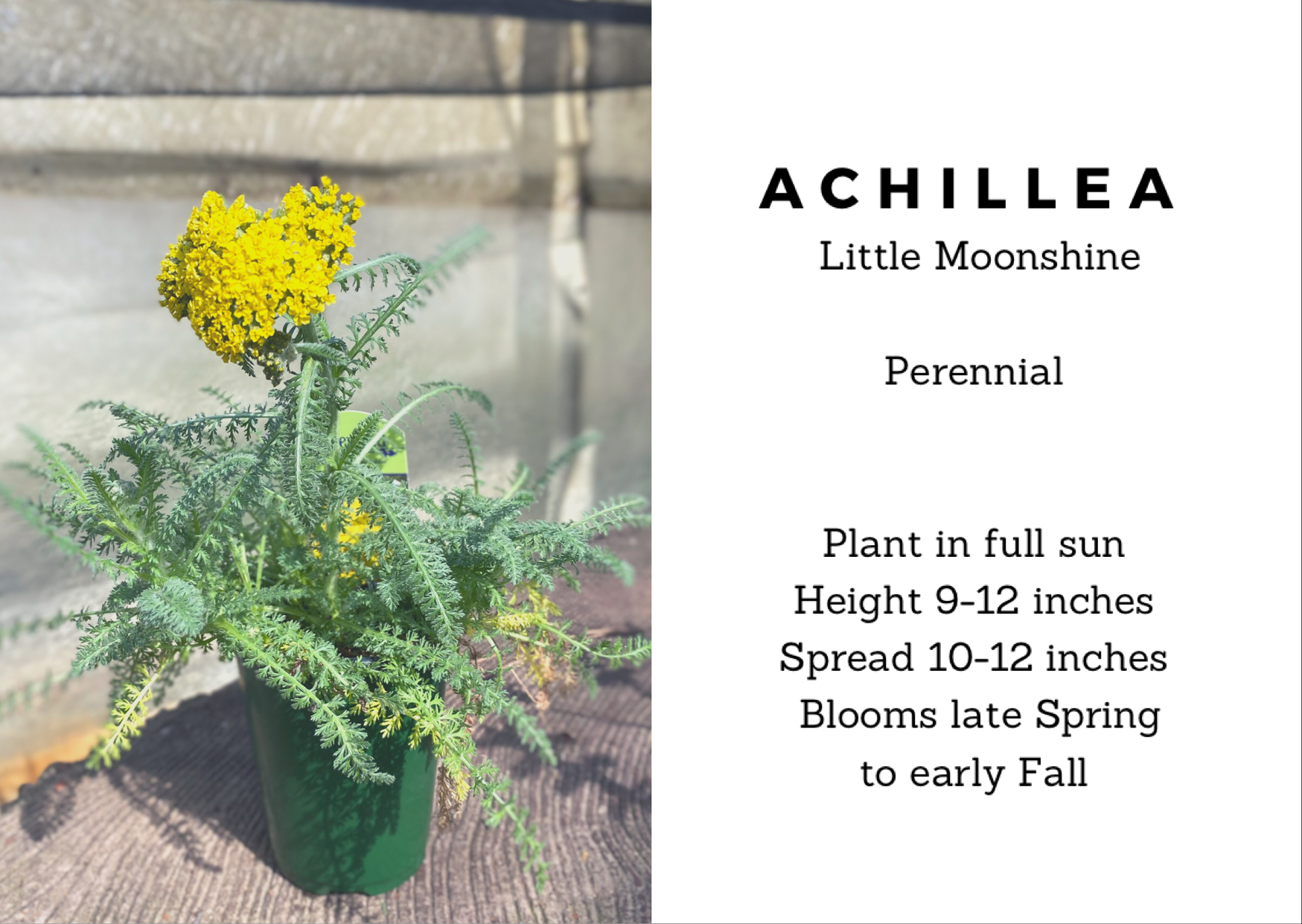 Perennial Plants Achillea Little Moonshine Same Day Delivery In Greater Metro Atlanta Hall S Flower Shop Same Day Flower Delivery Hall S Flower Shop