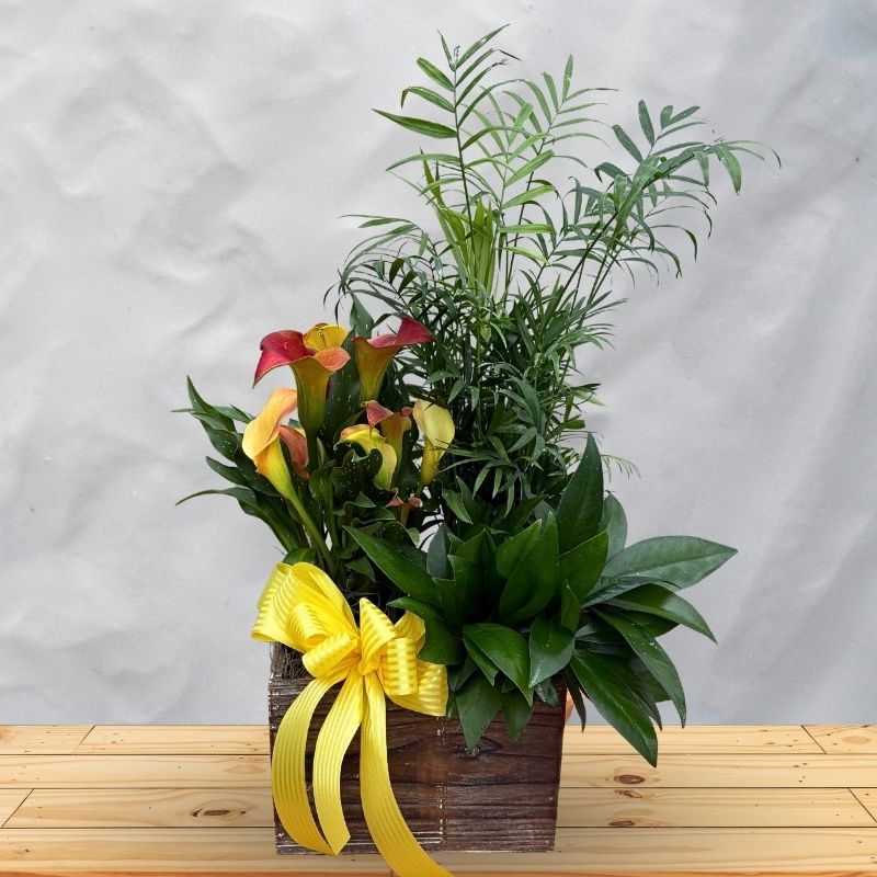 Thanksgiving - Calla Lily Planter - Same Day Delivery in Greater Metro  Atlanta - Hall's Flower Shop - Same Day Flower Delivery  Hall's Flower Shop