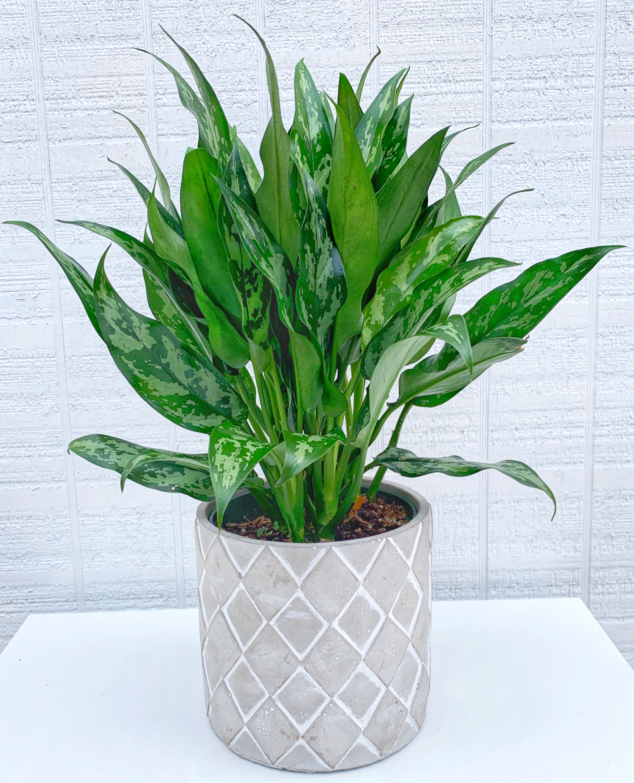 Aglaonema Chinese Evergreen