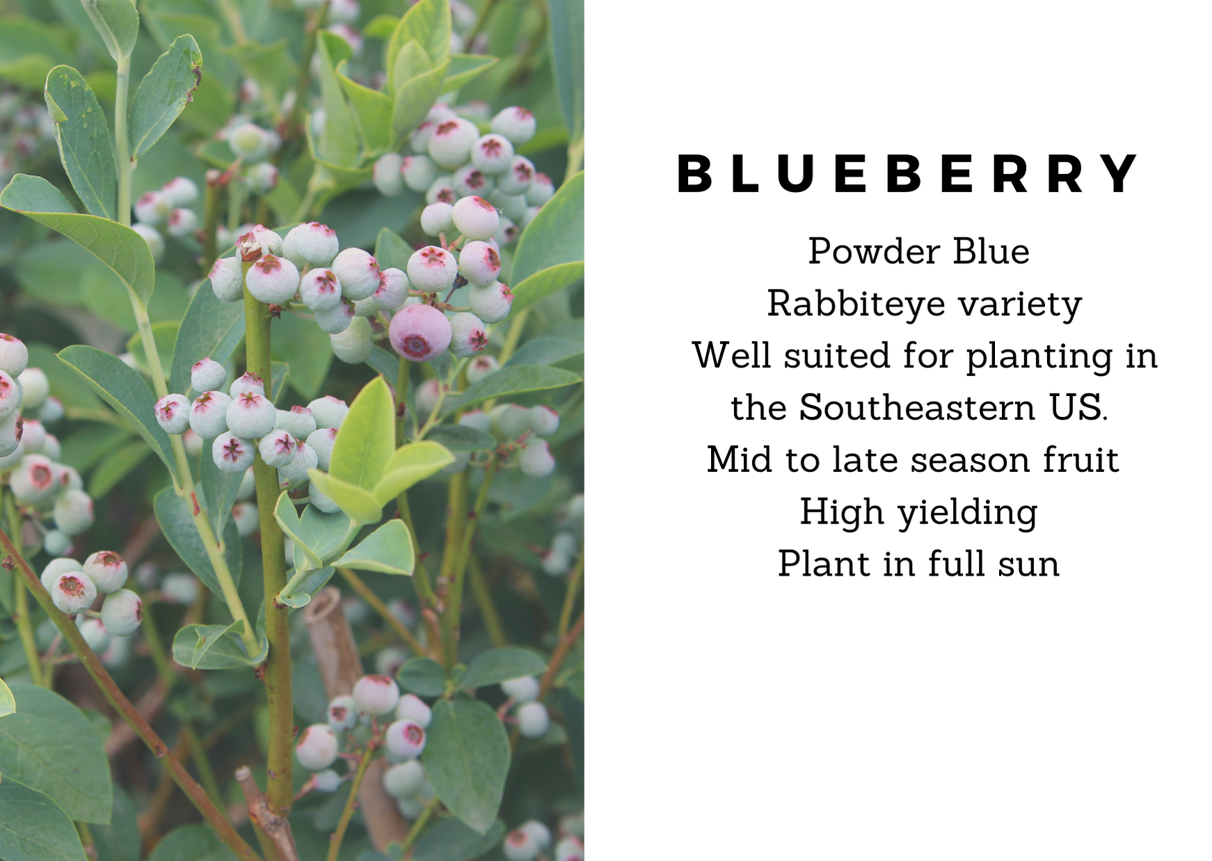 Blueberry - Powder Blue (Rabbit Eye)