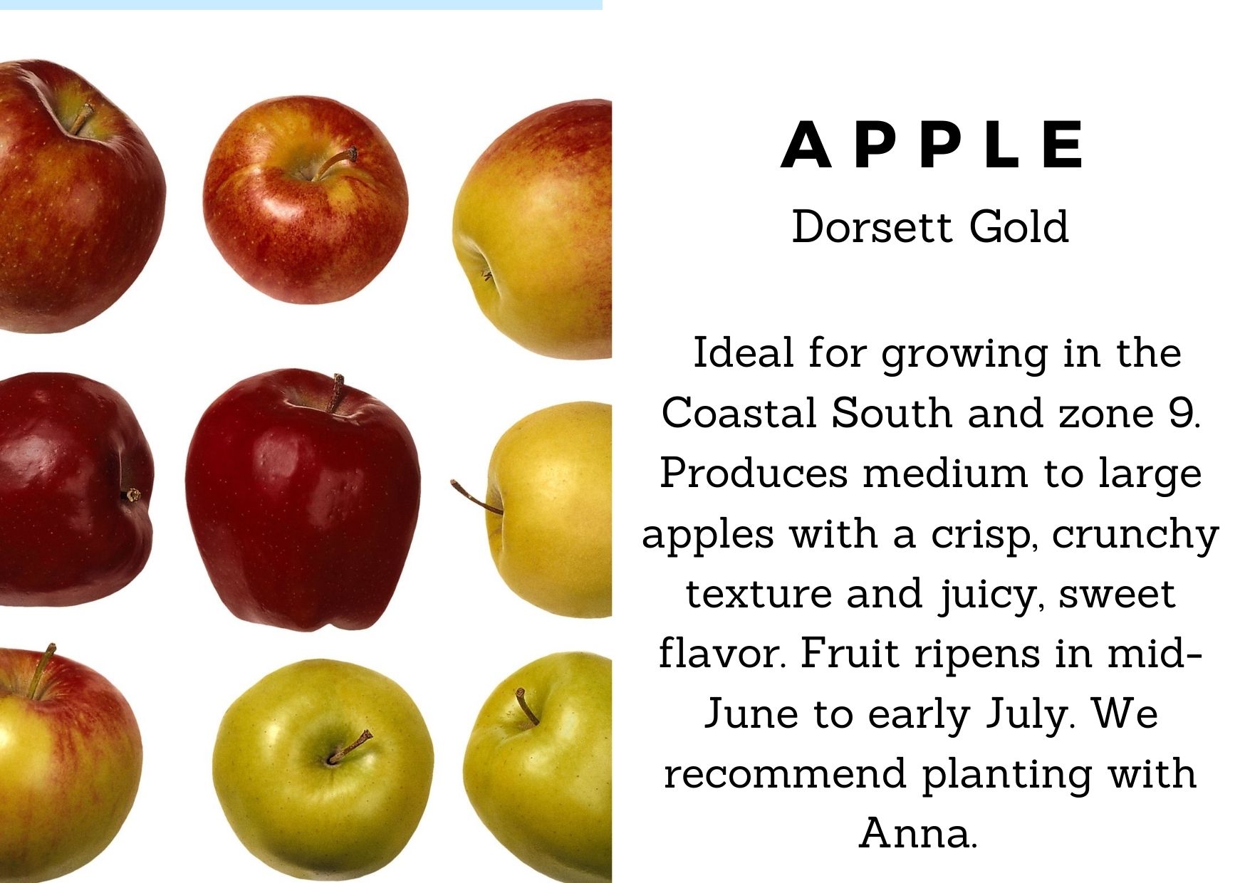 Apple Trees - Dorsett Gold