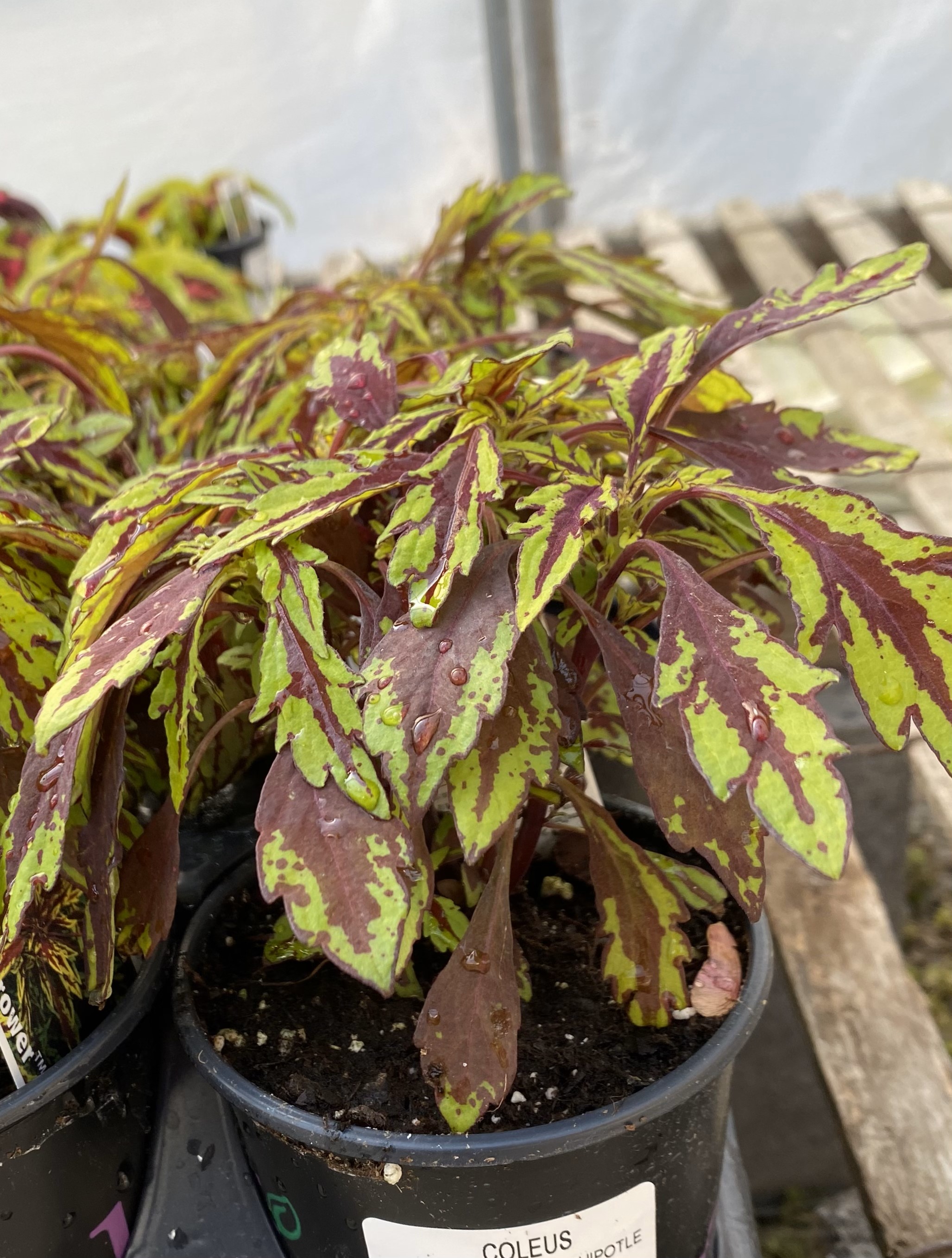 Annual Plants - Coleus Flamethrower Chipotle - Same Day Delivery in Greater  Metro Atlanta - Hall's Flower Shop - Same Day Flower Delivery  Hall's  Flower Shop