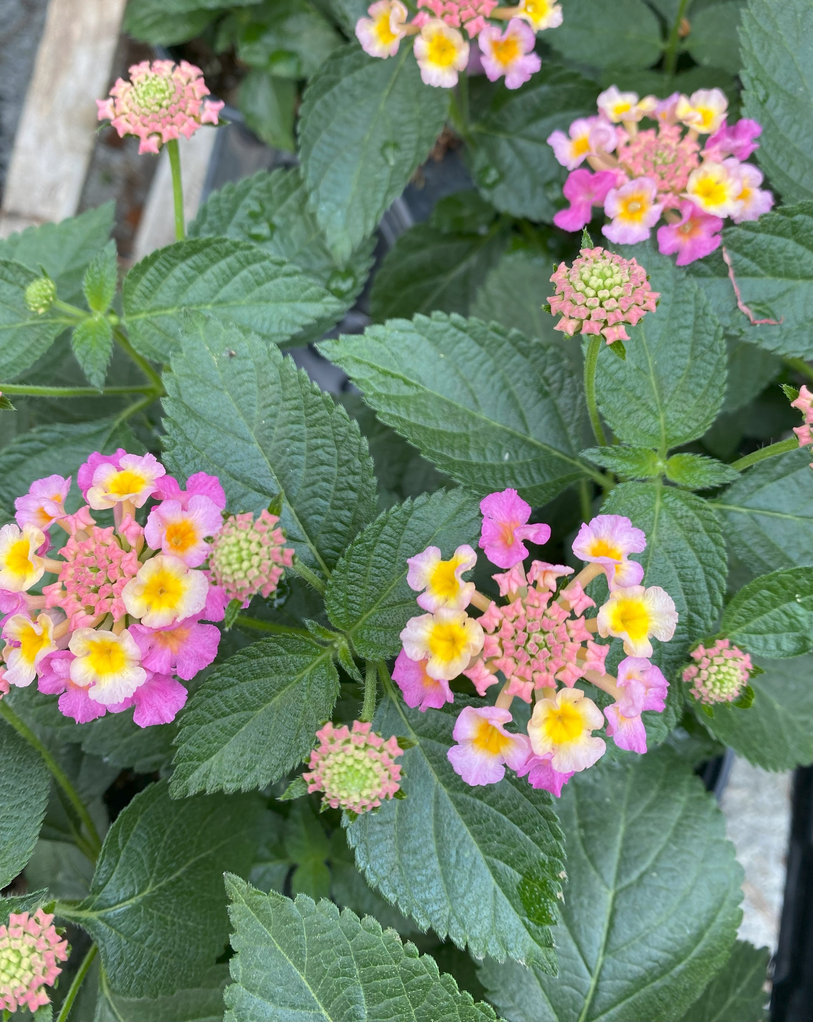 Annual Plants - Lantana Heartland Blue Moon - Same Day Delivery in