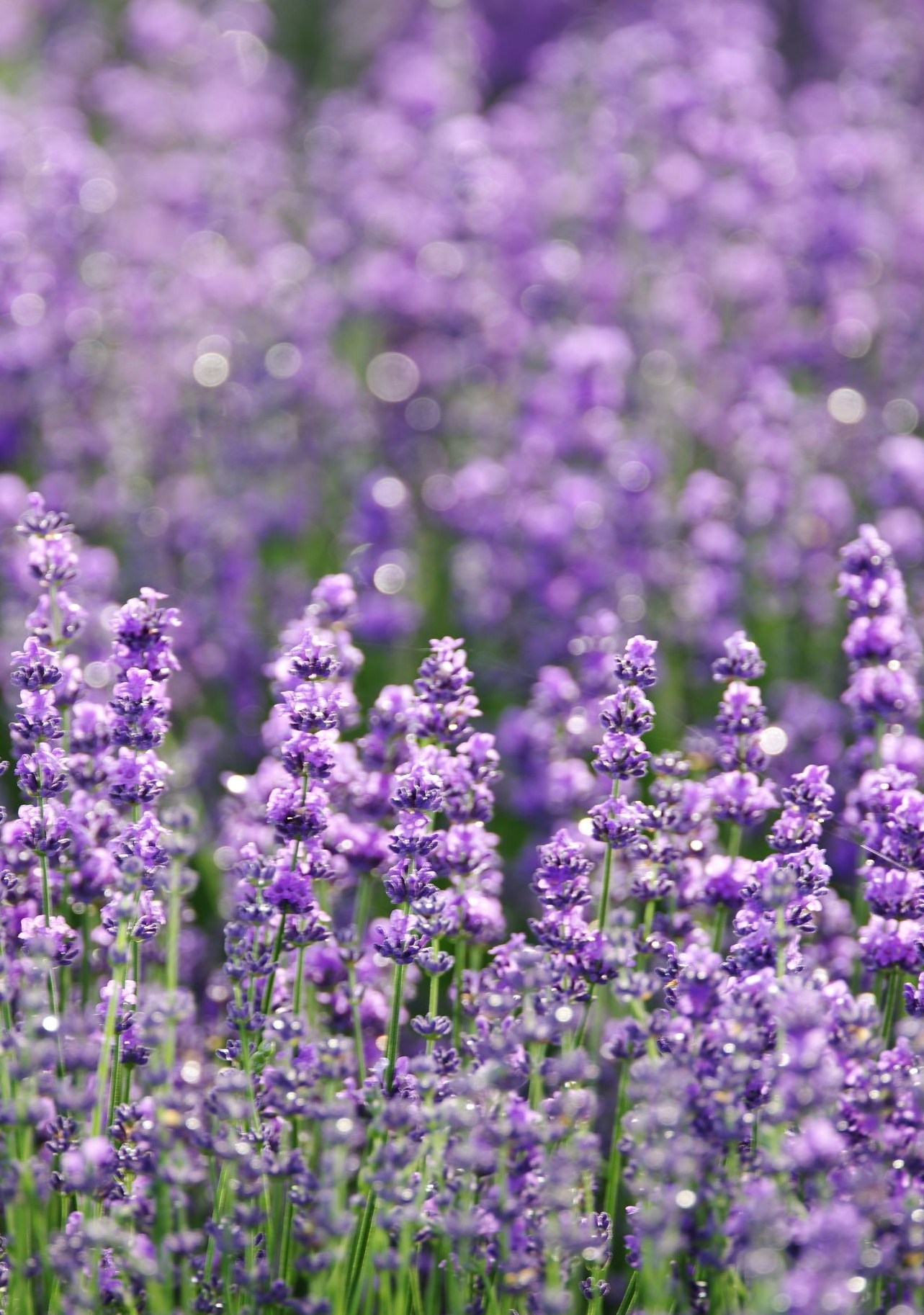Fruit Herbs Vegetable Plants - Lavender Herb Munstead - Same Day Delivery  in Greater Metro Atlanta - Hall's Flower Shop - Same Day Flower Delivery   Hall's Flower Shop